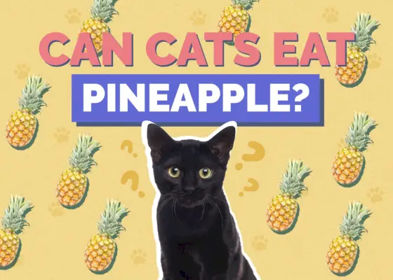 Können Katzen Ananas essen?