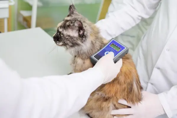 Tierarzt scannt nach Katzen-Mikrochip