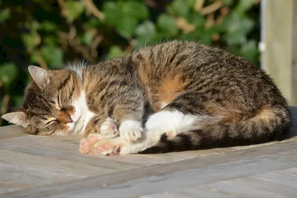 Tabbykatze schläft draußen