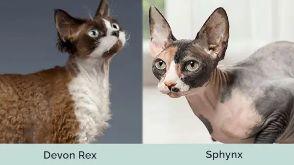 devon rex ve sphynx'in öne çıkan görseli