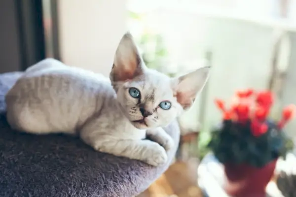 devon rex kedi yavrusu