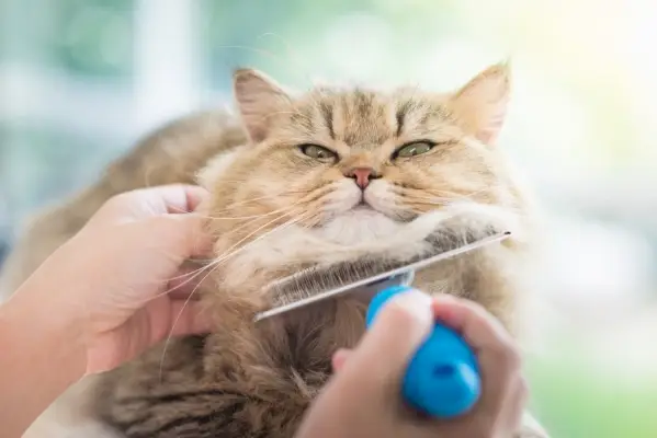 femme brossant un chat pelucheux