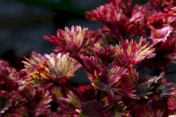 Coleus od blizu