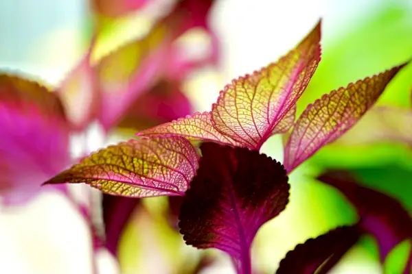 Ali je Coleus strupen za mačke? Zaščita vaše mačke