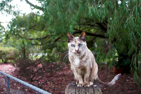 Lilafarbene Burma-Katze aus Schildpatt