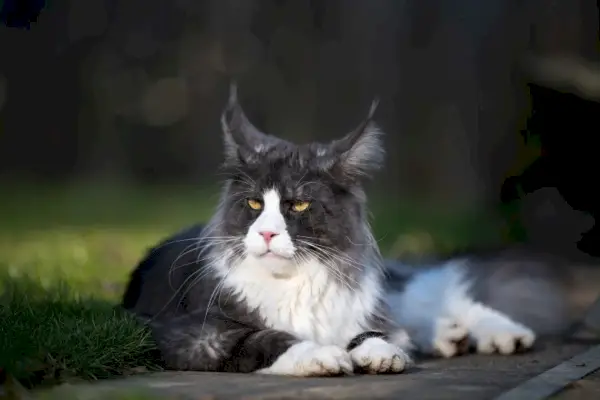 Smoking maine coon ležiaci vonku