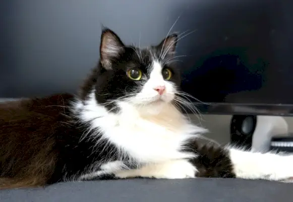 Tuxedo Ragamuffin Cat