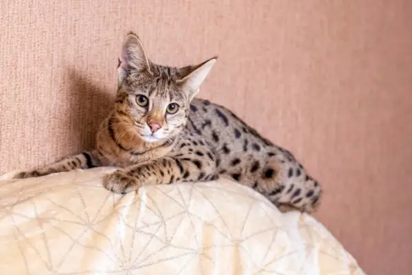 F2 Savannah Kat