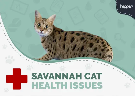 Gesundheitsprobleme bei Savannah-Katzen