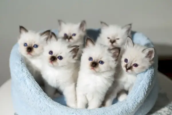 Gatinhos birmaneses