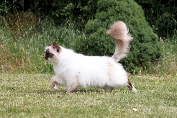 Gato da Birmânia andando de um lado para o outro