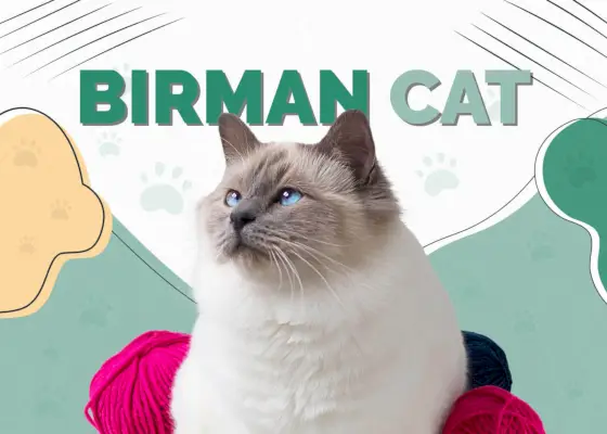 Gato Birman: informações, fotos, características e fatos