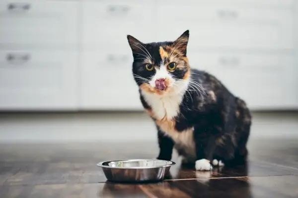 Hungrige Katze sitzt neben einer Schüssel mit Futter in der heimischen Küche