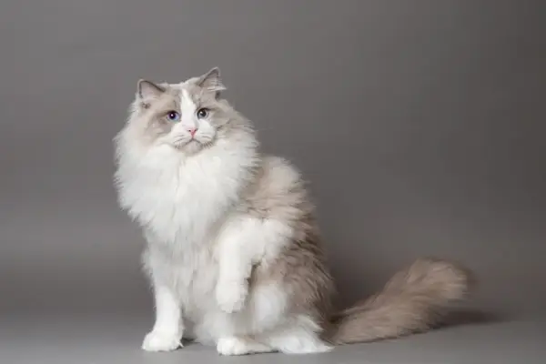 eine schöne männliche zweifarbige Ragdoll-Katze auf grauem Hintergrund