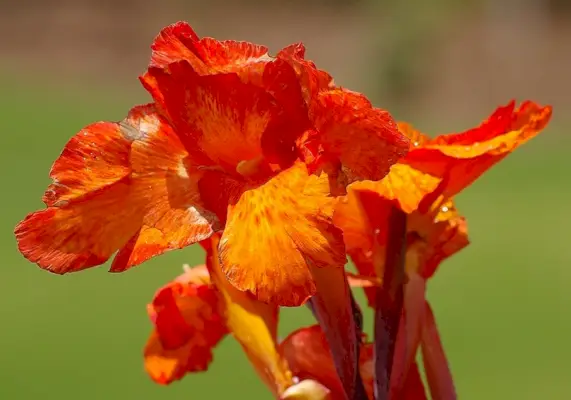 Lys Canna