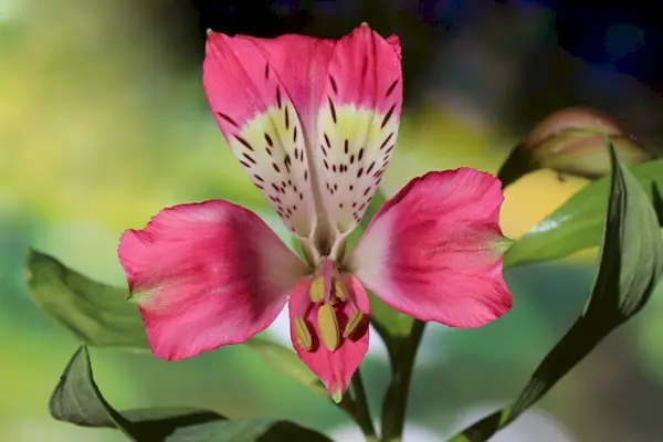 Ar Alstroemeria yra toksiška katėms? Saugokite savo katę