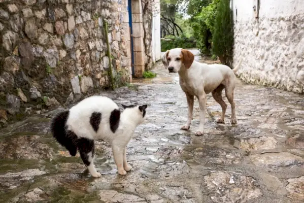 Katzen- und Hundekämpfe