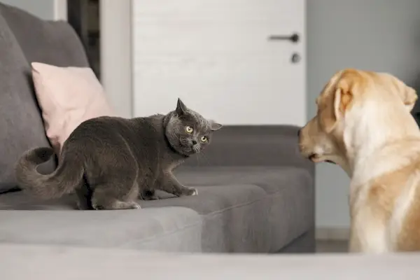 Eine graue Katze und ein Labrador-Hund starren einander an