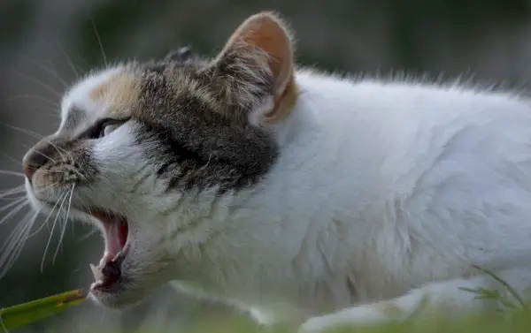 야외에서 입을 벌리고 있는 고양이