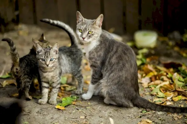 Katzenmutter und ihre Kätzchen im Freien