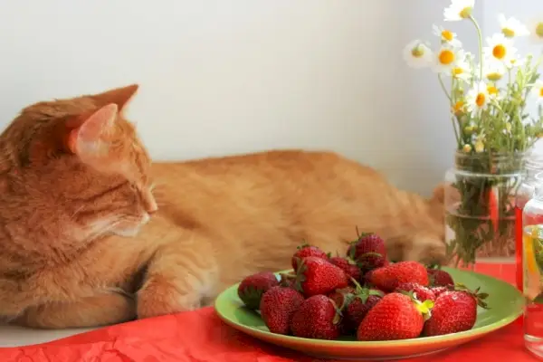 Katze mit Blumen und Erdbeeren