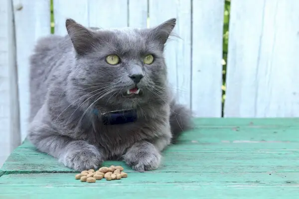 gros chat nebelung mangeant en plein air