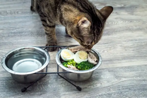 chat mangeant des œufs durs et du brocoli