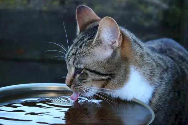 verificação de gato ruivo pelo veterinário