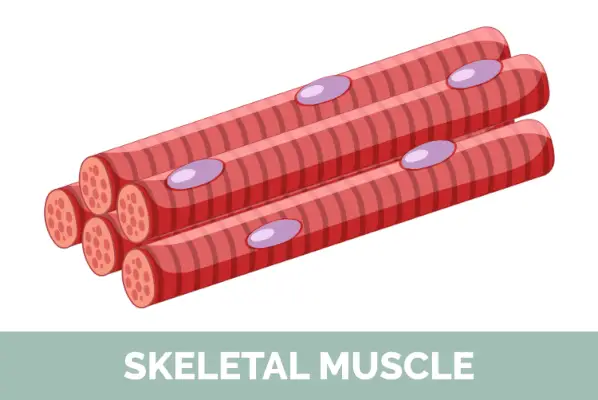 Skeletmuskulatur