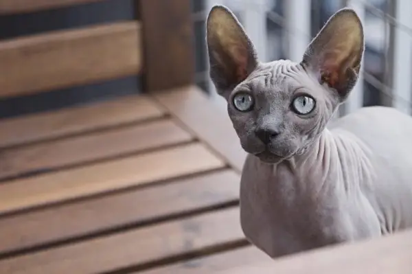 chat sphynx