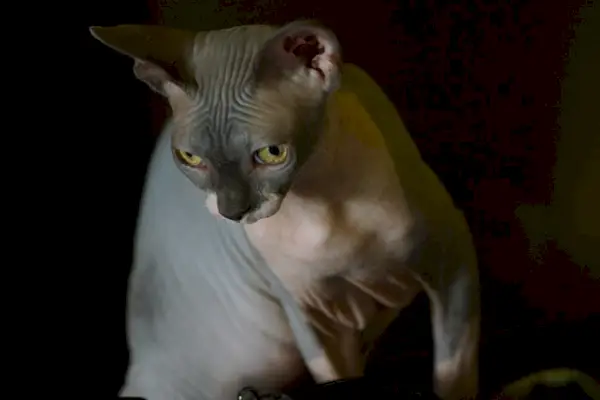 Sphynx de chat bicolore.