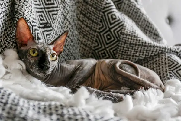 chat sphynx pointu