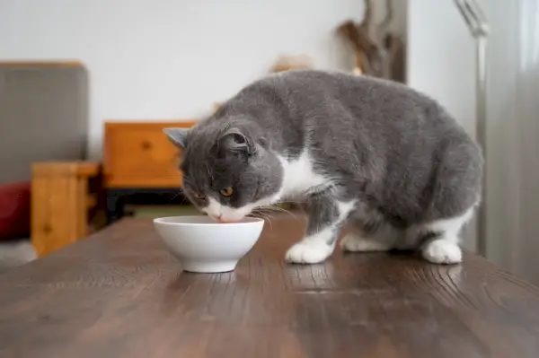 ブリティッシュショートヘアの猫が食べる