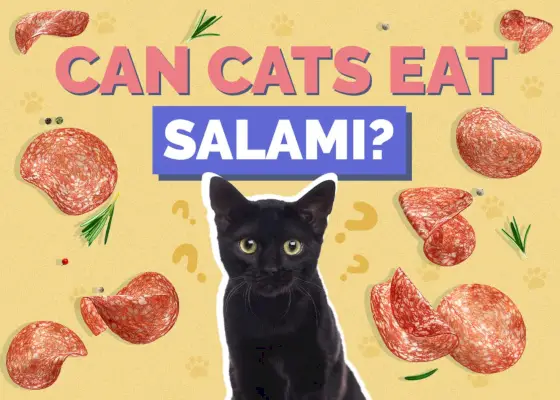 Kan katter spise salami? Veterinæranmeldte potensielle helserisikoer