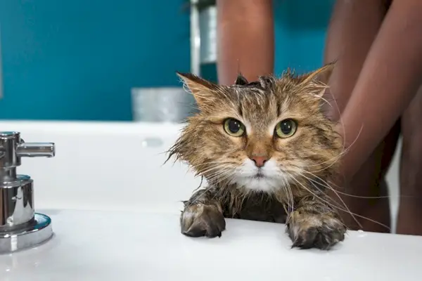 Vai jūs varat lietot cilvēku šampūnu kaķiem? Veterinārārstu pārskatīti drošības fakti