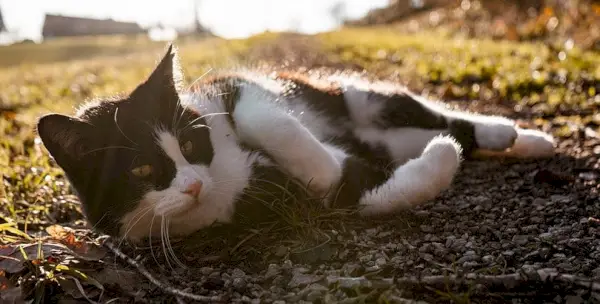 Schwarz-weiße Katze liegt auf dem Boden und sonnt sich