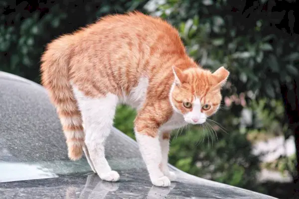 verängstigte zweifarbige Ingwerkatze mit gespitztem Ohr