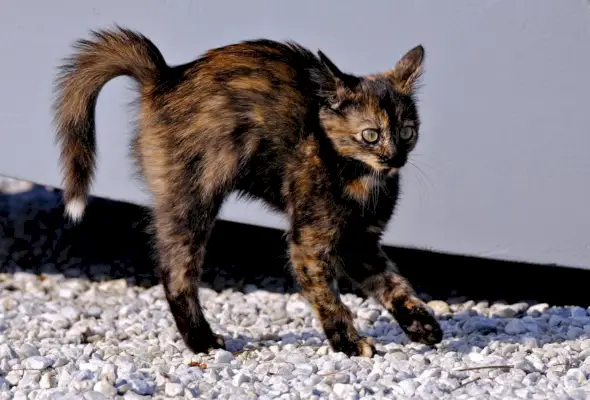 Porträt einer verängstigten jungen Katze