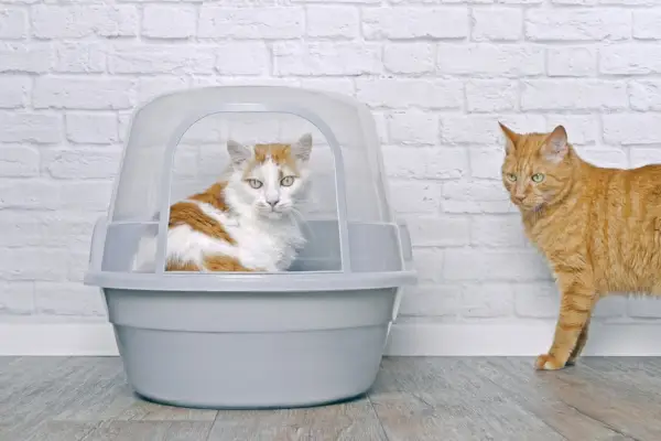 Orangefarbene Katze ärgert sich über eine andere Katze in der Katzentoilette