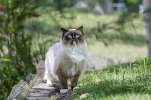 Ragdoll-Katze mit blauen Augen, die draußen in der Natur steht