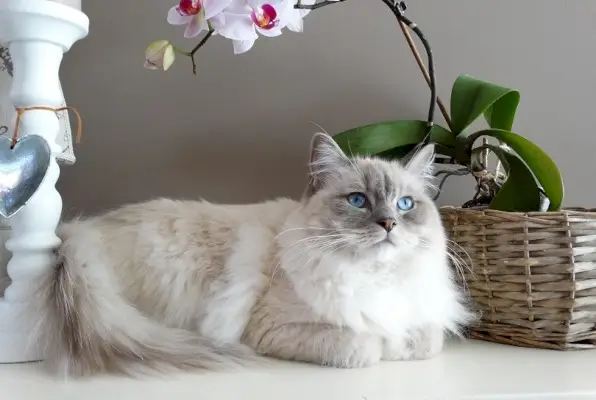 Couleurs de chat Ragdoll – 12 belles variétés (avec photos)