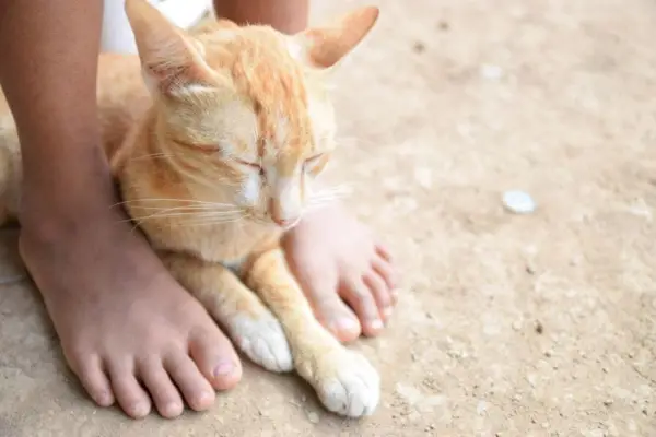 Katte sover for dine fødder