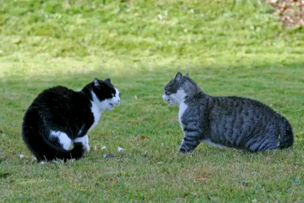 Zwei benachbarte Katzen zischen einander an