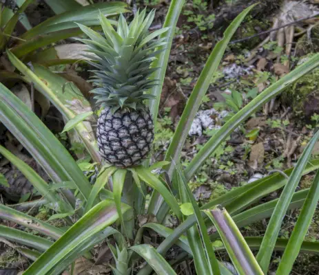 ananas yaprakları ile