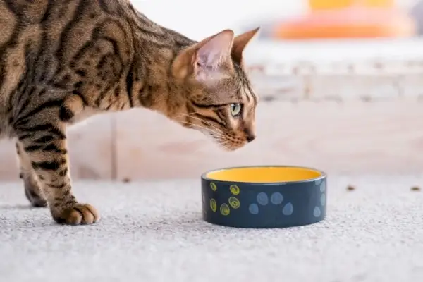 Bengalkatze in der Nähe des Katzennapfes