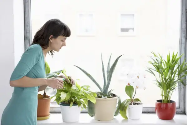 Kvinne som bruker spray for å dugge planter inne i huset