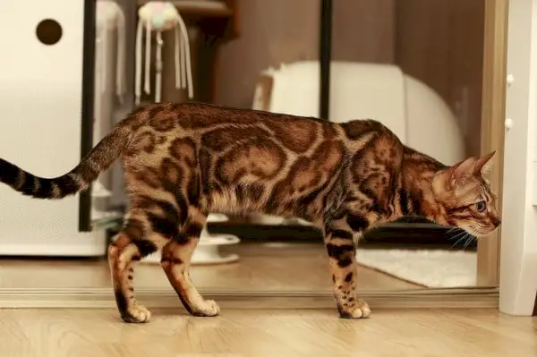 Bengalsk katt