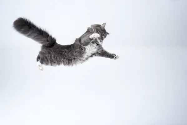 Cat Jump Fall