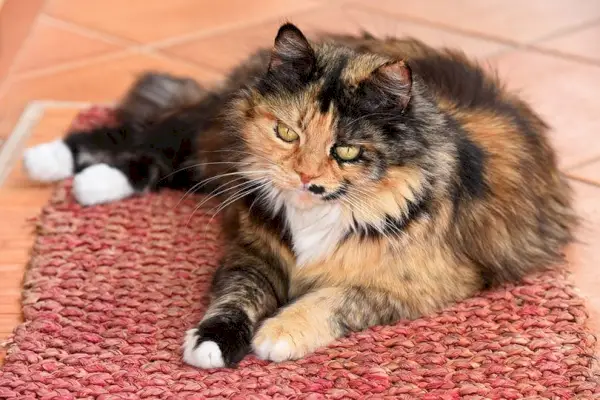 Eine Hauskatze mit langen Haaren, die zu Hause auf einem Teppich liegt