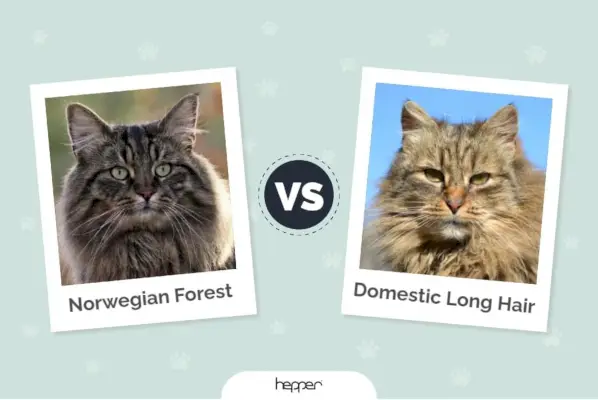 Norwegische Waldkatze vs. Hauskatze mit langem Haar ft img